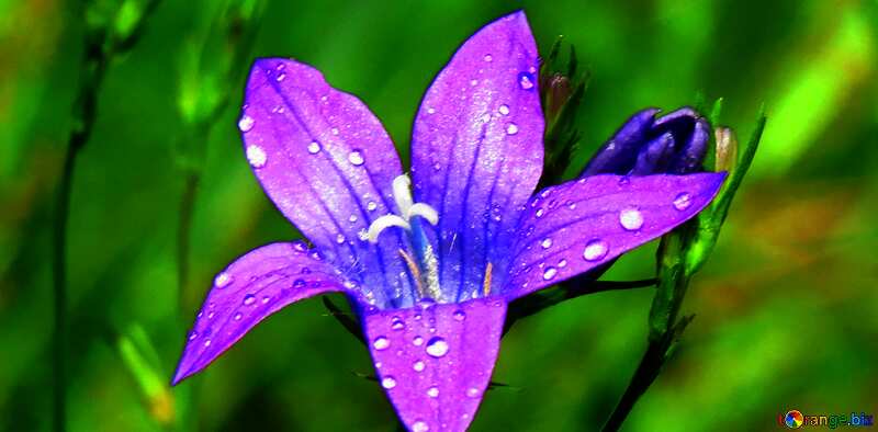 Water drops on flower petal cover №24923