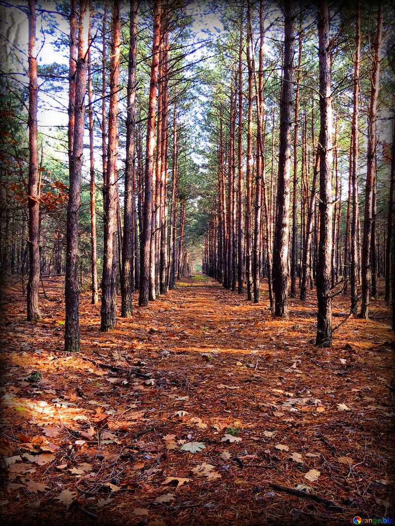 Pine forest autumn №24861