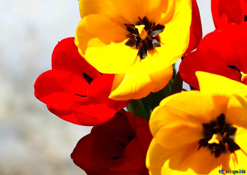 Couverture. Bouquet de tulipes. №27419