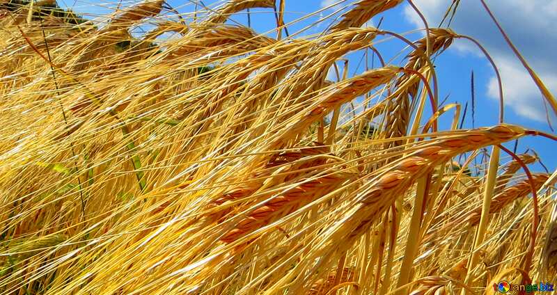 Couverture. Pain de blé au champ de seigle. №32535