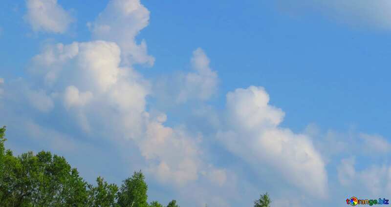 Couverture. Ciel nuageux au-dessus de la forêt. №31564