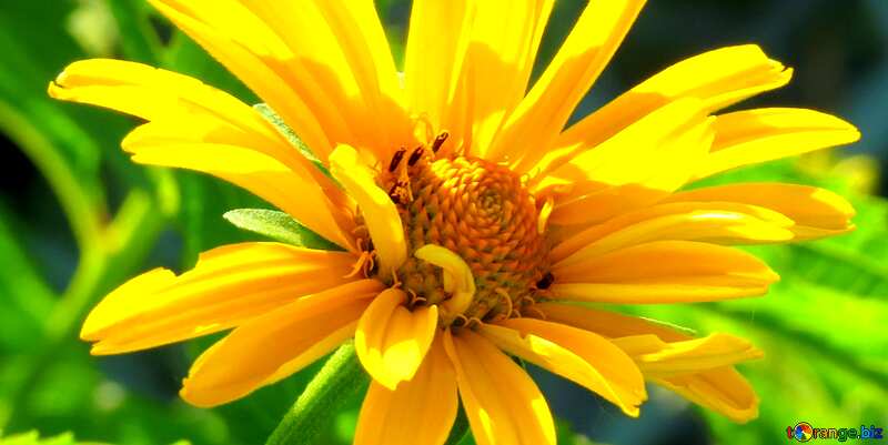 Couverture. Fleur jaune comme Marguerite. №27049