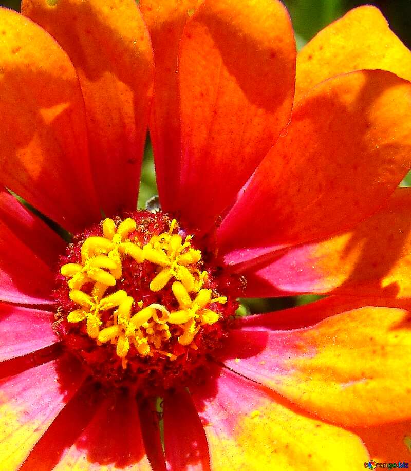orange flower Tsiniya №3219