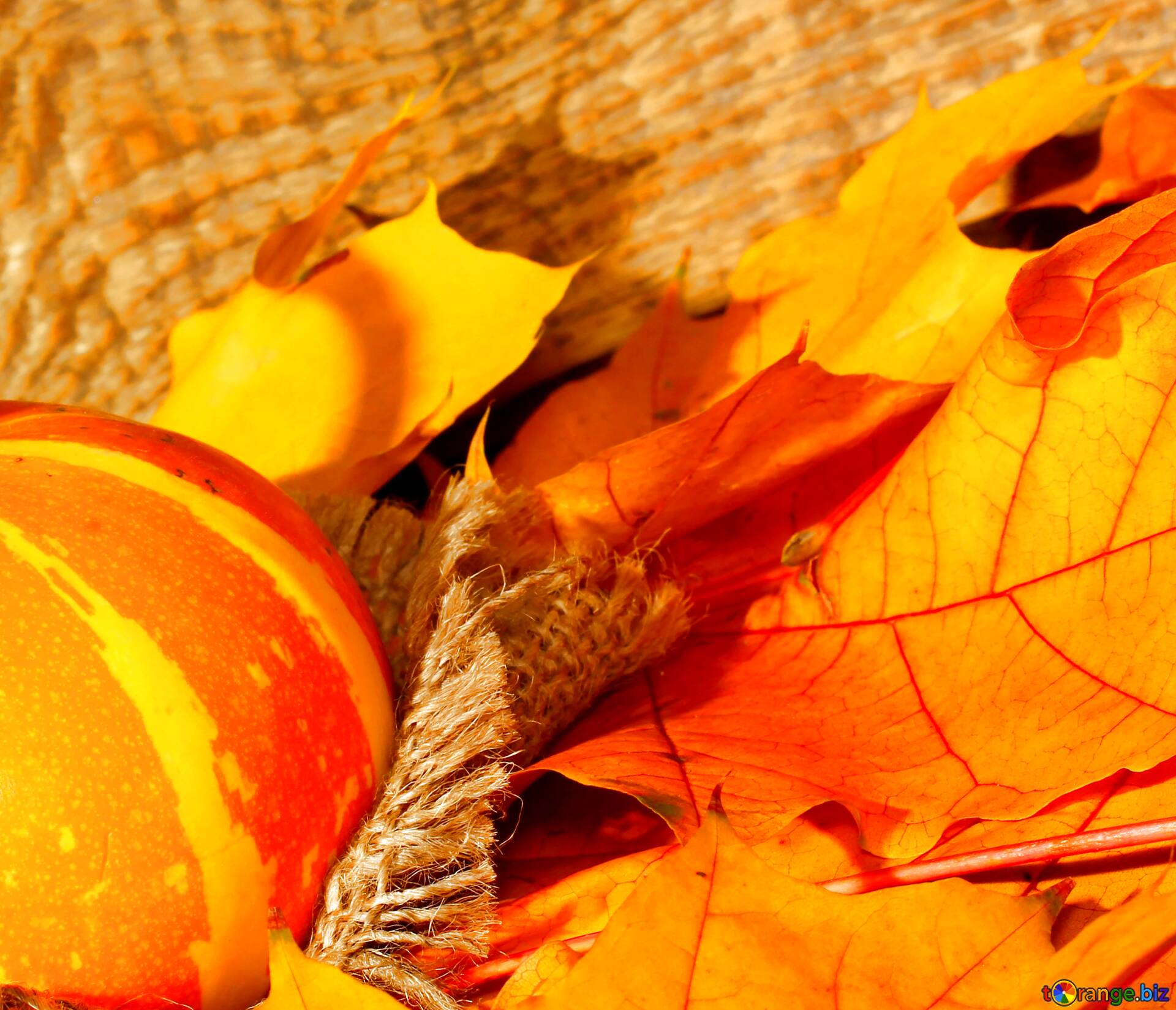 Download free picture Wallpaper with pumpkin and autumn leaves on CC-BY  License ~ Free Image Stock  ~ fx №67765