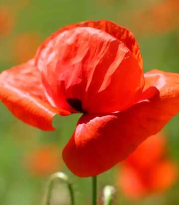 FX №67391 Red poppy flower