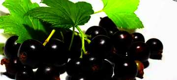 FX №67159 black grapes