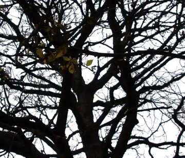 FX №67171 Autumn sky through the bare crown of the tree  fragment