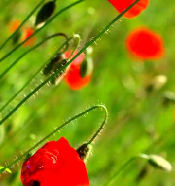 FX №67413 Couverture. Belles fleurs rouges.