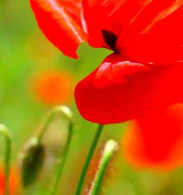 FX №67395 Couverture. Fleur de coquelicot rouge.