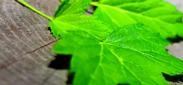 FX №67202 Couverture. Feuilles sur fond en bois.