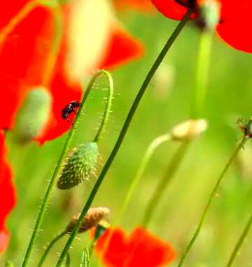 FX №67381 Couverture. Coquelicot rouge.