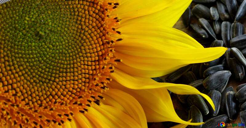  sunflower seed №32750