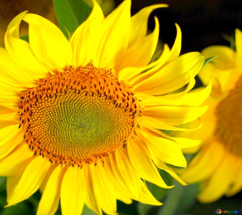 Beautiful sunflower №32817