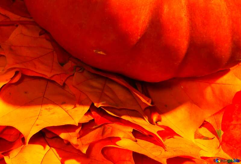 Pumpkin and autumn leaves №35390