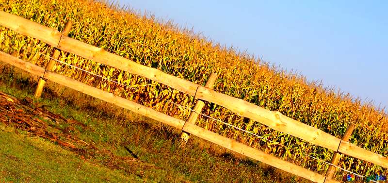 Couverture. Le champ de maïs derrière la clôture. №36641