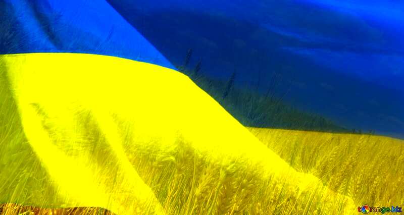 Couverture. Le drapeau de l`Ukraine. №33620