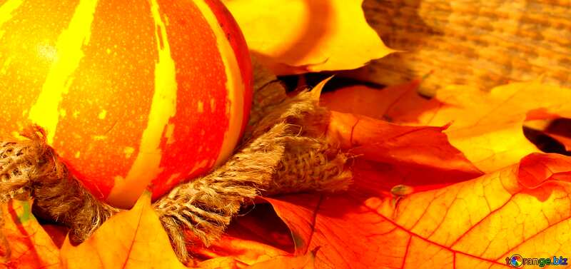 pumpkin and autumn leaves №35452