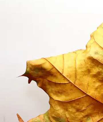 FX №68175 Dry autumn leaf