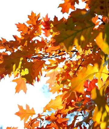 FX №68409 Beautiful autumn  leaves