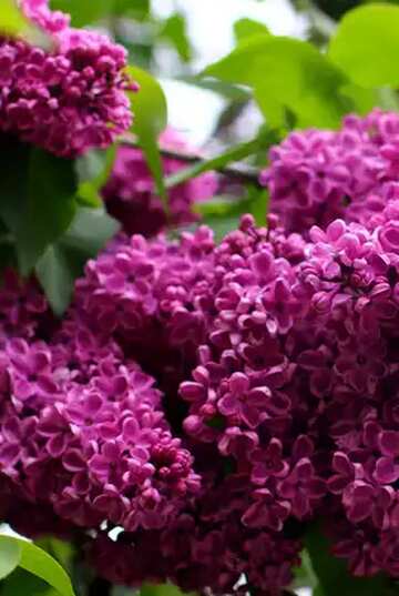 FX №68215  Lilac Bush flowering