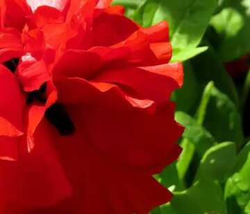 FX №68063 Flower poppy Red