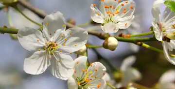 FX №68494 Couverture. Arbre de fleurs de cerisier.