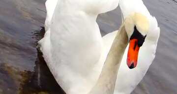 FX №68360 Couverture. Blanc Cygne plié son ailes dans forme de coeur sur fond de canards..