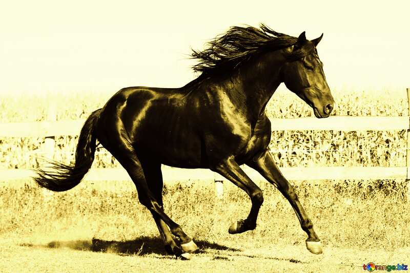 Black horse stained colors №36655