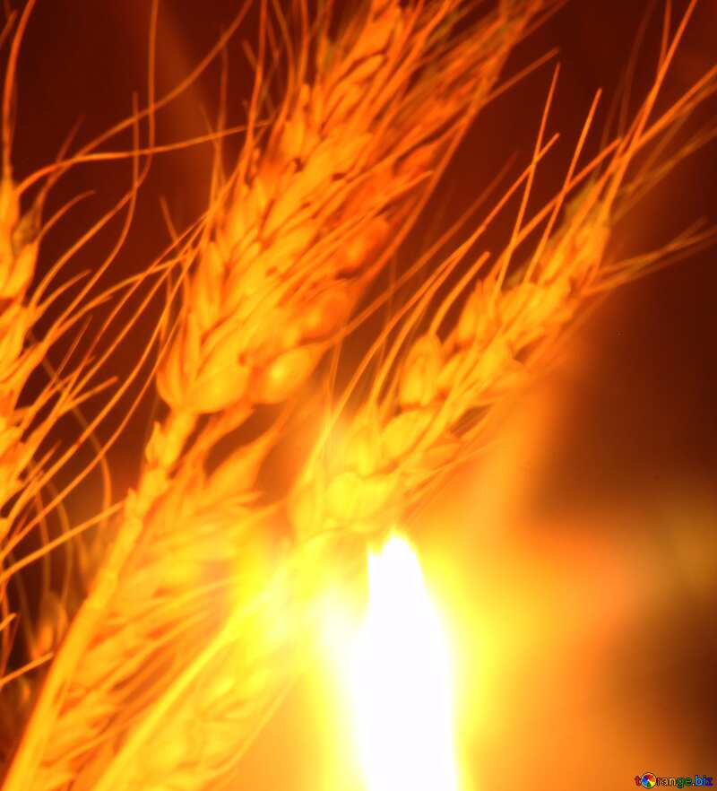 a plant burning №37792