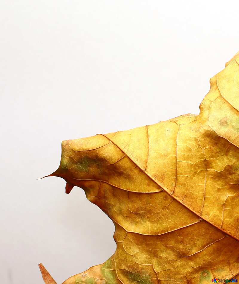 Dry autumn leaf №37251