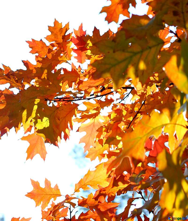Beautiful autumn  leaves №38542