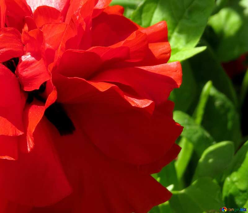 Flower poppy Red №37018