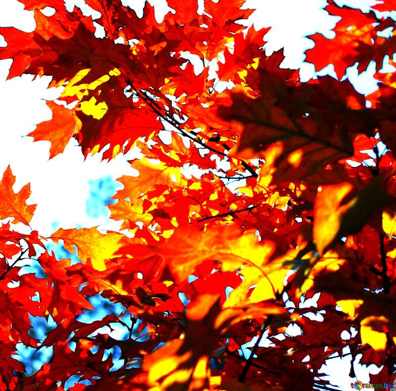 Beautiful Autumn leaves №38542