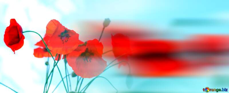 Poppy flowers blur left side background №37054