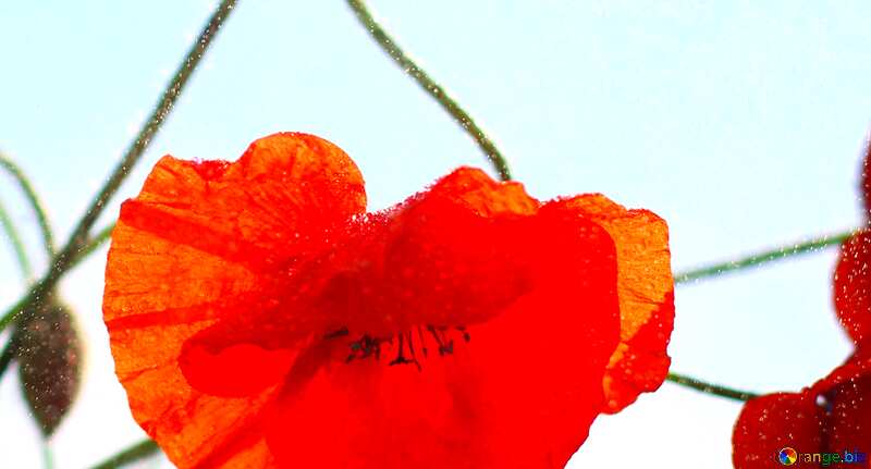 Couverture. Coquelicot fleur rouge avec aucun fond. №37070