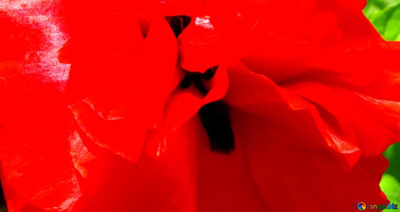 Couverture. Fleur de coquelicot rouge. №37018