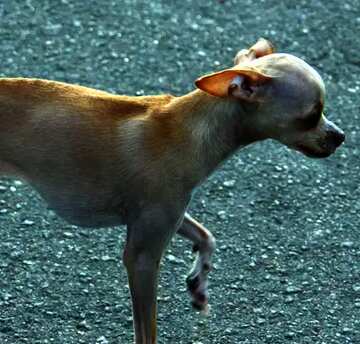 FX №69522  Chihuahua dog