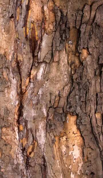 FX №69912 tree wood  bark