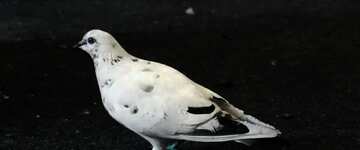 FX №69451 Couleur pourpre. Un pigeon blanc sur la chaussée.