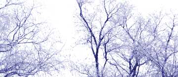 FX №69167  hoarfrost trees