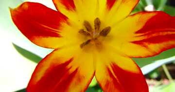 FX №69538 Couverture. Tulipe rouge et jaune. Texture..