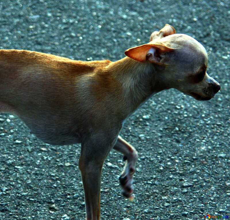  Chihuahua dog №5130