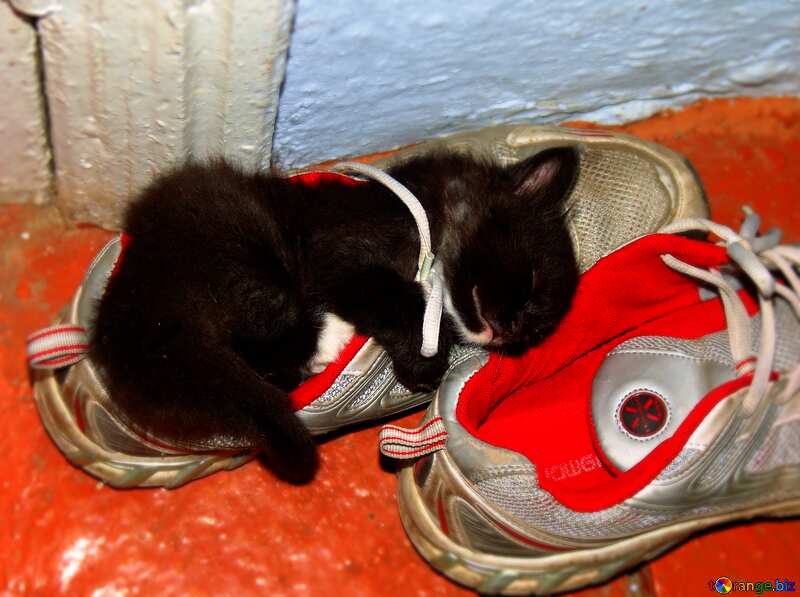 The kitten sleeps in boots №5406