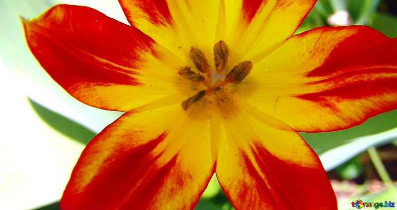 Couverture. Tulipe rouge et jaune. Texture.. №5271