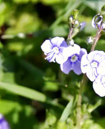 FX №7637 light purple flower raindrops blue