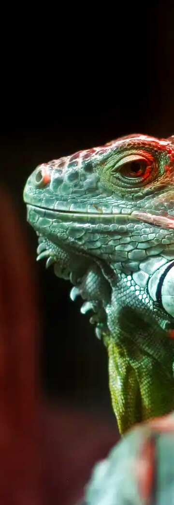 FX №7377 Iguanas banner  background