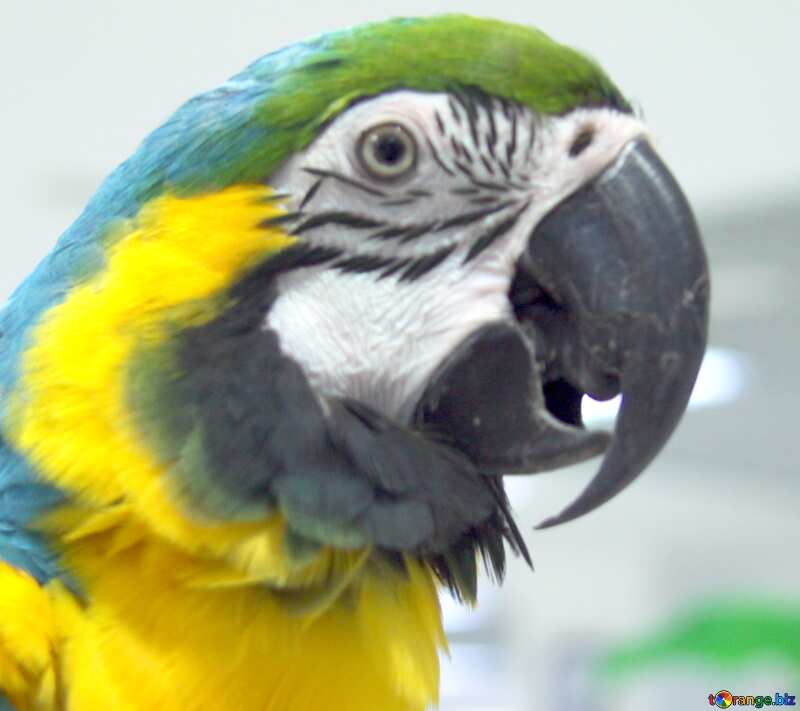 large parrot №10817