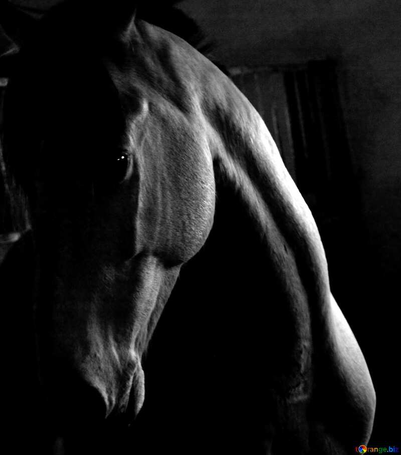 Monochrom. Pferd im Dunkeln. №12810