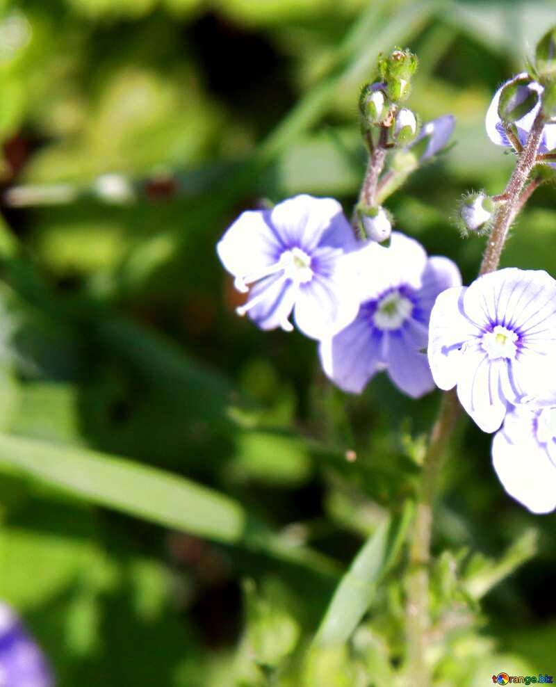 light purple flower raindrops blue №4769