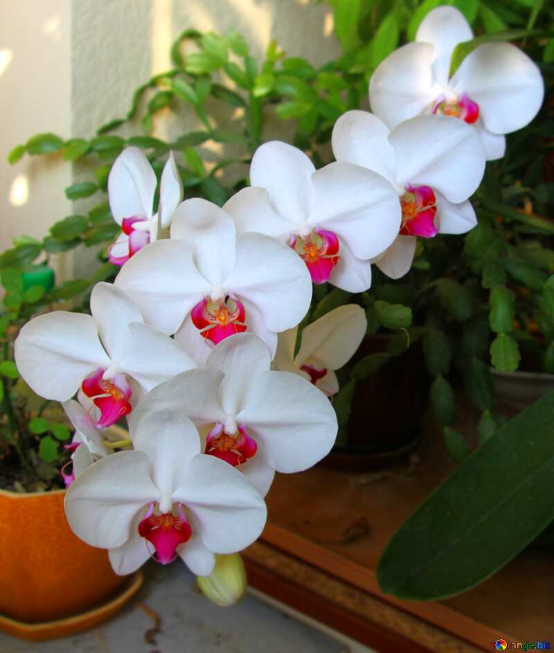Flowered orchid macro blurring №5788